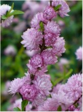Dwarf Double Pink Flowering Almond, Prunus glandulosa 'Flore Plena'